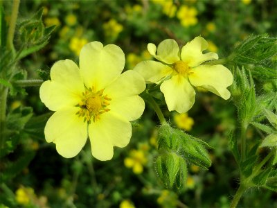 Hohes Fingerkraut (Potentilla recta) im Landesgartenschaupark Hockenheim