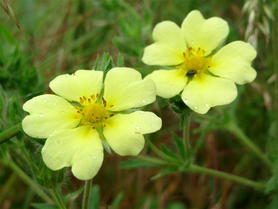 Hohes Fingerkraut (Potentilla recta) im Naturschutzgebiet Mirabellenhecke in den Horststückern im Landschaftsschutzgebiet Hockenheimer Rheinbogen