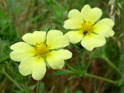 Hohes Fingerkraut (Potentilla recta) im Naturschutzgebiet Mirabellenhecke in den Horststückern im Landschaftsschutzgebiet Hockenheimer Rheinbogen