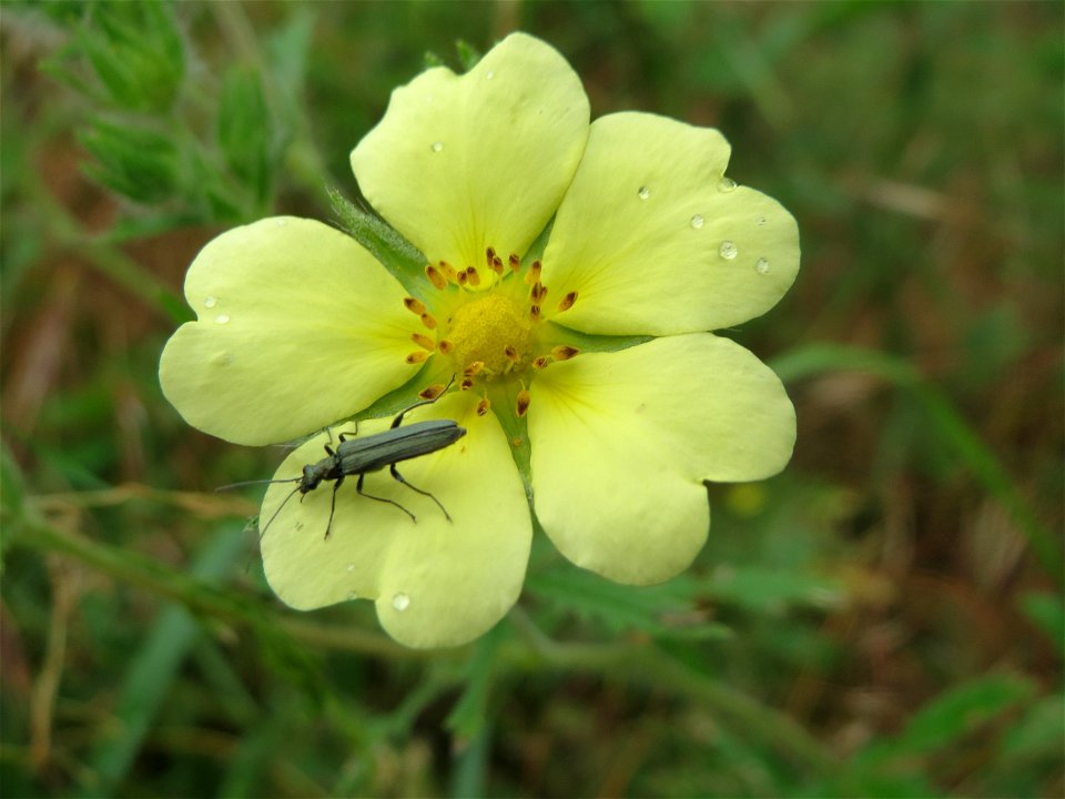 Hohes Fingerkraut (Potentilla recta) im Naturschutzgebiet Mirabellenhecke in den Horststückern im Landschaftsschutzgebiet Hockenheimer Rheinbogen