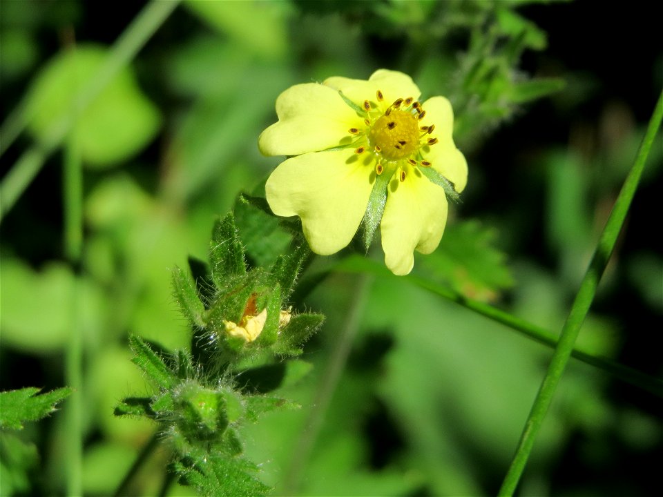 Hohes Fingerkraut (Potentilla recta) bei Reilingen
