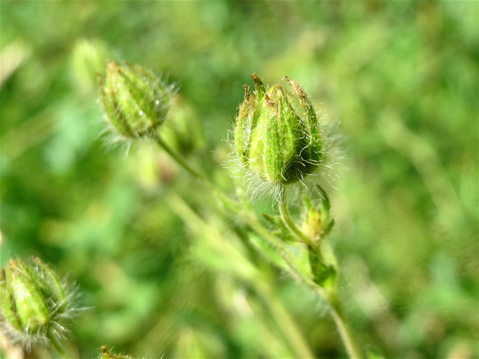 Hohes Fingerkraut (Potentilla recta) bei Reilingen