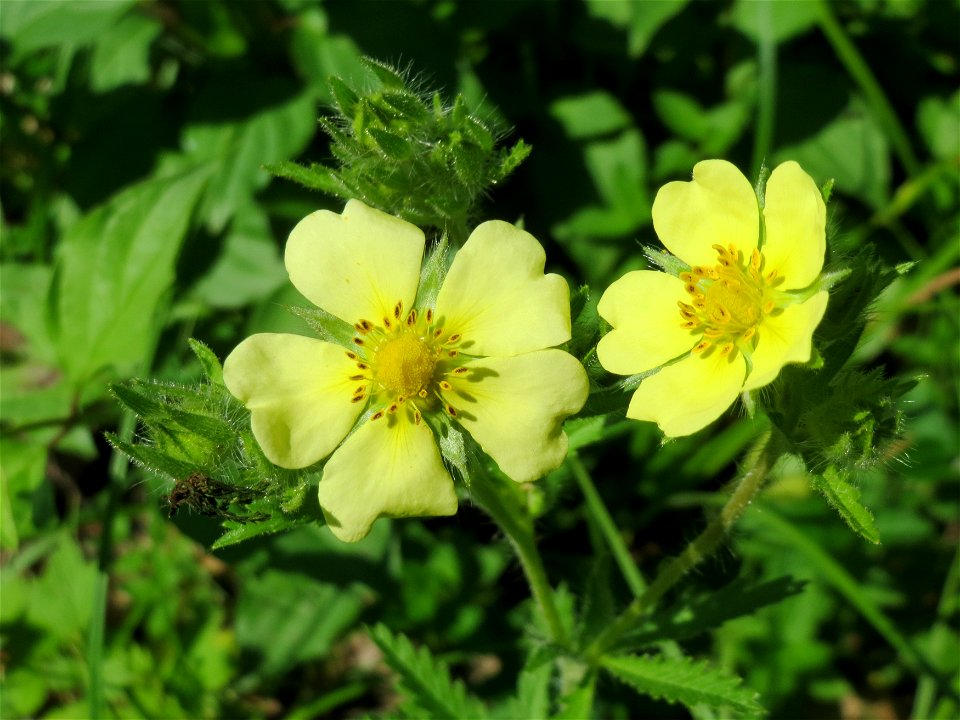 Hohes Fingerkraut (Potentilla recta) in der Schwetzinger Hardt - häufig an Bahndämmen