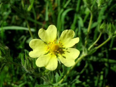 Hohes Fingerkraut (Potentilla recta) in den Horststückern im Landschaftsschutzgebiet „Hockenheimer Rheinbogen“