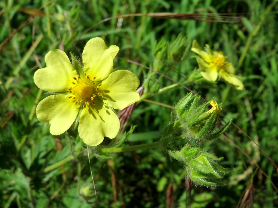 Hohes Fingerkraut (Potentilla recta) in den Horststückern im Landschaftsschutzgebiet „Hockenheimer Rheinbogen“