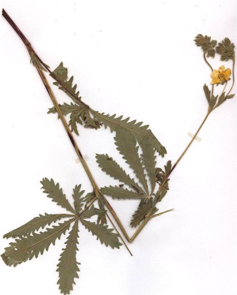 Potentilla recta ssp obscura, eigener Herbarbeleg von 1987, Unterfranken
