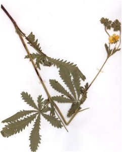 Potentilla recta ssp obscura, eigener Herbarbeleg von 1987, Unterfranken