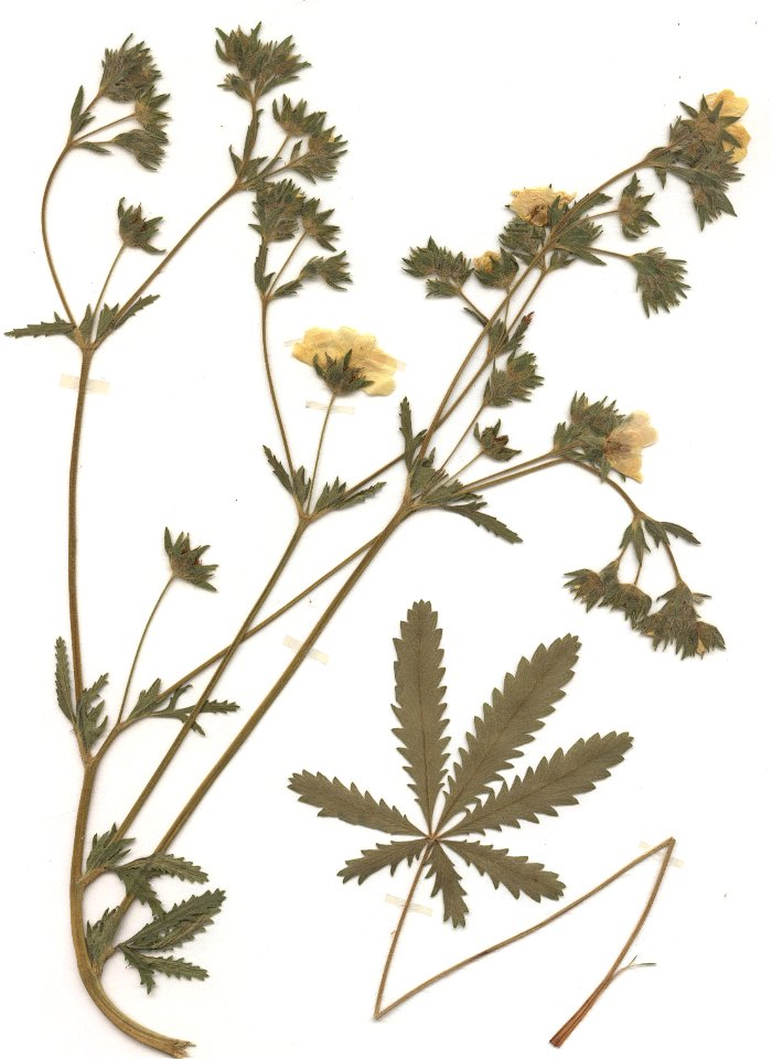 Potentilla recta ssp recta, eigener Herbarbeleg von 1988, Unterfranken