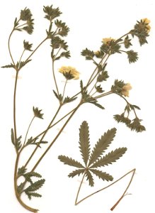 Potentilla recta ssp recta, eigener Herbarbeleg von 1988, Unterfranken