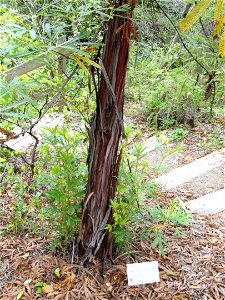 Lyonothamnus floribundus ssp. asplenifolius specimen in the University of California Botanical Garden, Berkeley, California, USA. photo