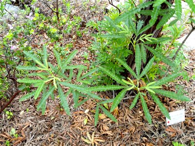 Lyonothamnus floribundus ssp. asplenifolius specimen in the University of California Botanical Garden, Berkeley, California, USA. photo