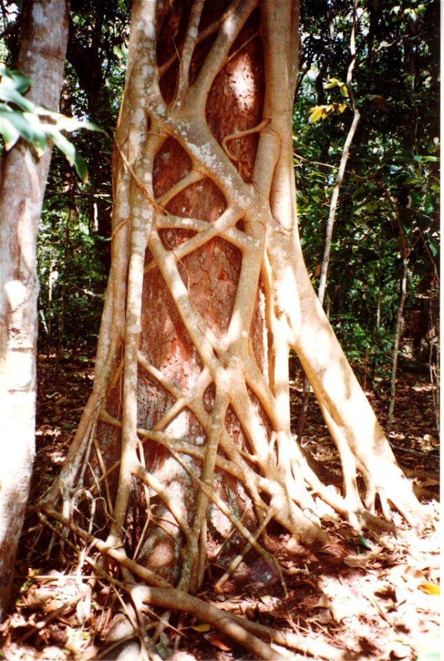 Ficus_watkinsiana_on_Syzygium_hemilampra-Iluka