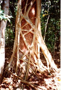 Ficus_watkinsiana_on_Syzygium_hemilampra-Iluka