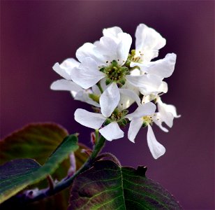 Self made image of Amelanchier spicata taken in spring of 2008.