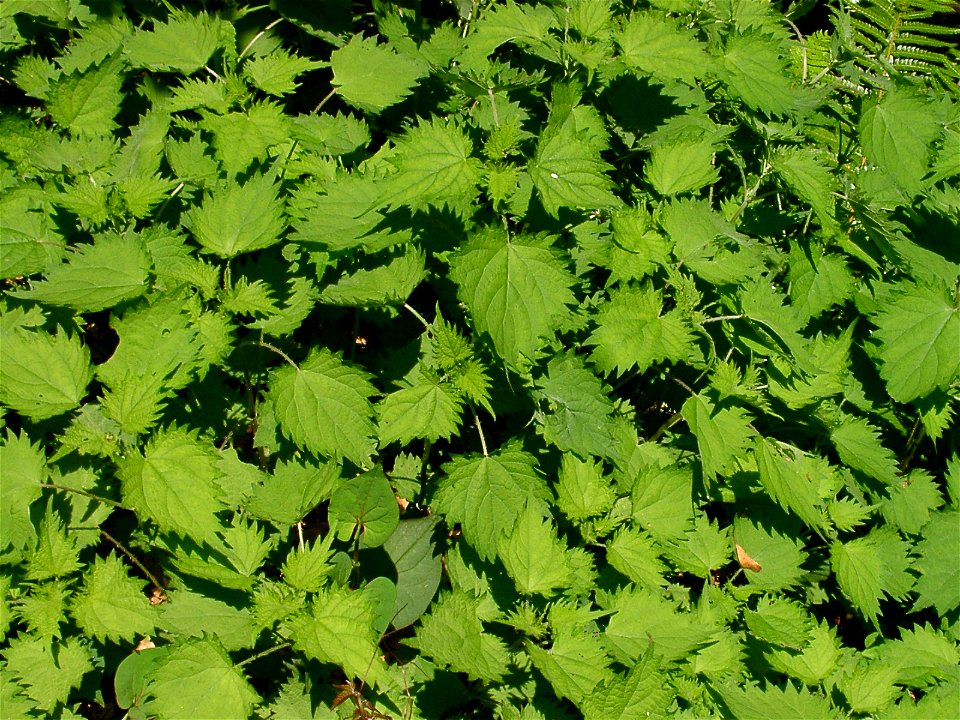 Urtica thunbergiana, Manazuru-machi, Japan.