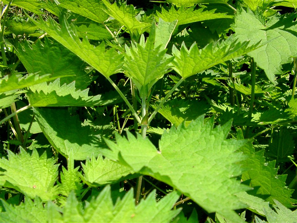 Urtica thunbergiana Manazuru-machi, Japan.