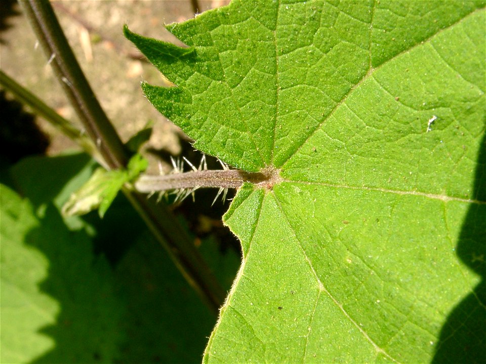 Urtica thunbergiana, Manazuru-machi, Japan.