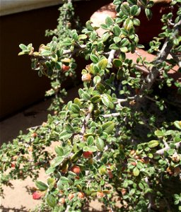 Cotoneaster glaucophyllus in the Water Conservation Garden at Cuyamaca College, El Cajon, California, USA. Identified by sign