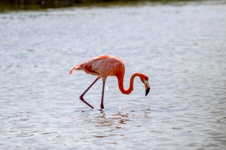 Wildlife nature birding