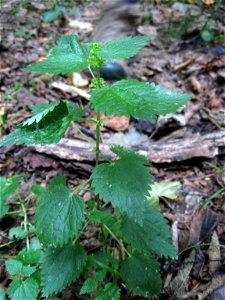 Urtica chamaedryoides, in a mature bottomland hardwood forest remnant along the Cumberland River, Montgomery County, Tennessee.