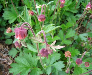 Geum rivale

Photo by Salvor taken in the botanical garden in Reykjavik.
