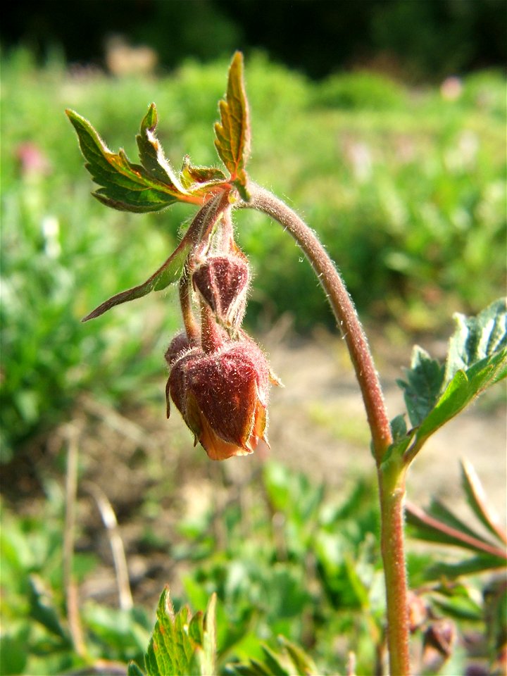 Geum × sudeticum (G. montanum × G. rivale). Syn. Geum × tirolense
