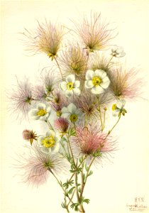 Apache Plume (Fallugia paradoxa) photo