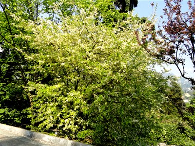 Malus transitoria. Botanical specimen on the grounds of the Villa Taranto (Verbania), Lake Maggiore, Italy.