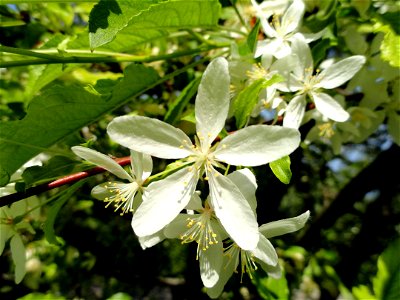 Malus transitoria. Botanical specimen on the grounds of the Villa Taranto (Verbania), Lake Maggiore, Italy.