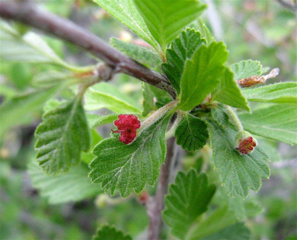 Cercocarpus montanus