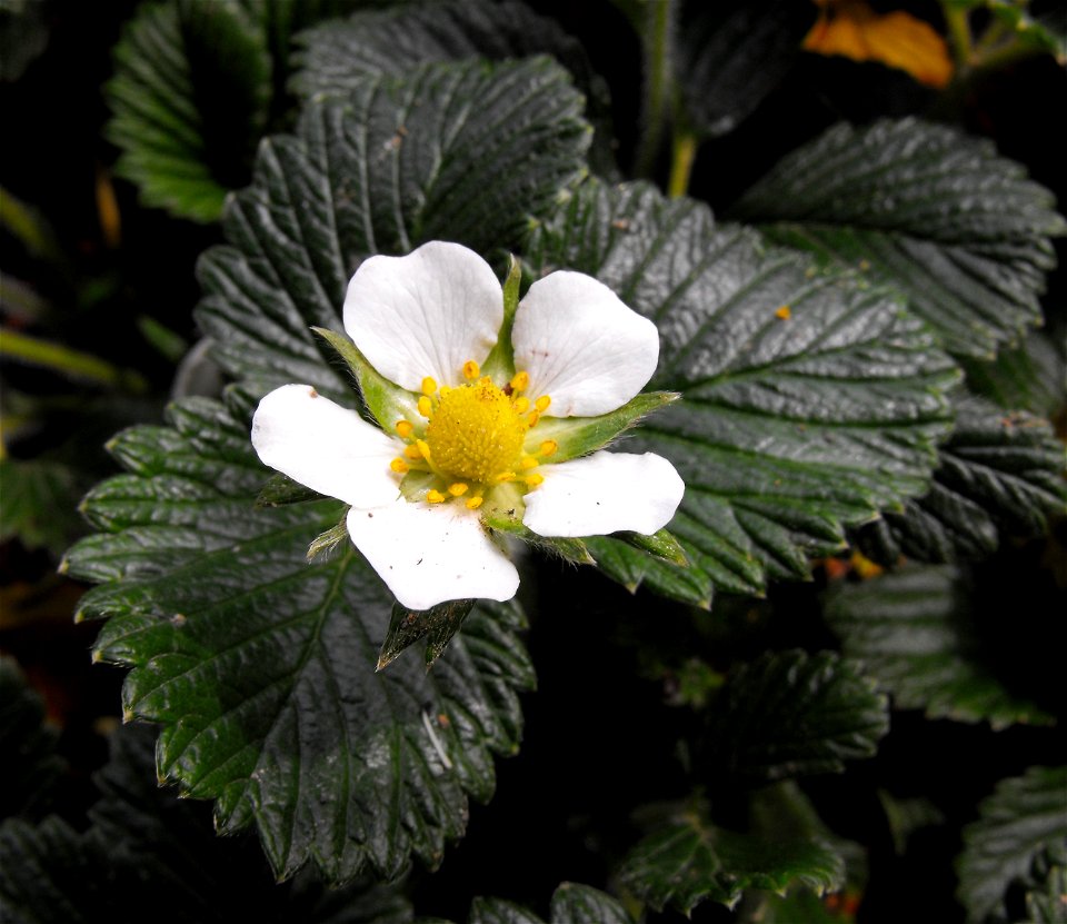 Fragaria nilgerrensis at the UC Berkeley Botanical Garden, California, USA. Identified by sign.