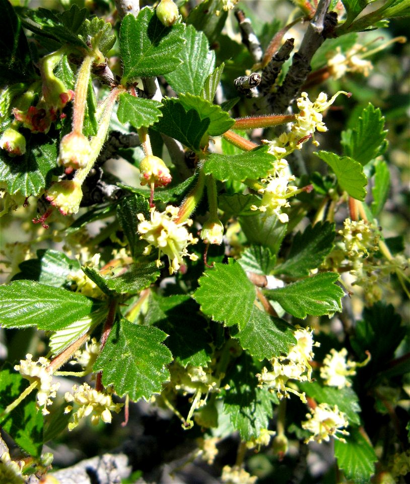 Cercocarpus montanus