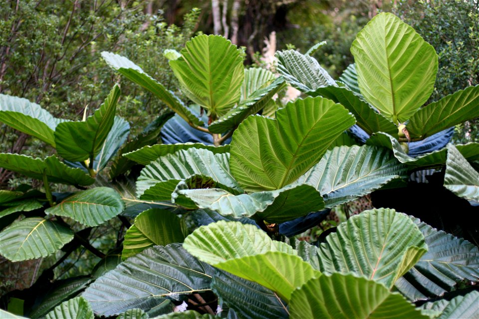 Ficus dammaropsis in cultivation, Whangarei, New Zealand. This is a huge  tree from the jungles of Papua New Guinea. It has huge pleated leaves 60cm across. A dramatic sight in cultivation in frost-fr