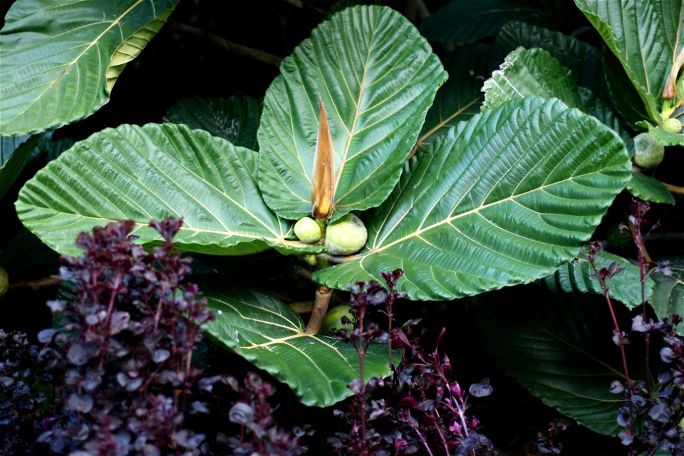 Ficus dammaropsis in cultivation, Whangarei, New Zealand. This is a huge  tree from the jungles of Papua New Guinea. It has huge pleated leaves 60cm across. A dramatic sight in cultivation in frost-fr
