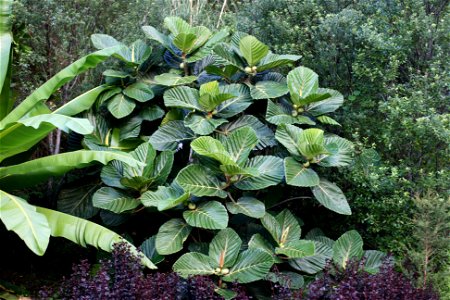 Ficus dammaropsis in cultivation, Whangarei, New Zealand. This is a huge  tree from the jungles of Papua New Guinea. It has huge pleated leaves 60cm across. A dramatic sight in cultivation in frost-fr