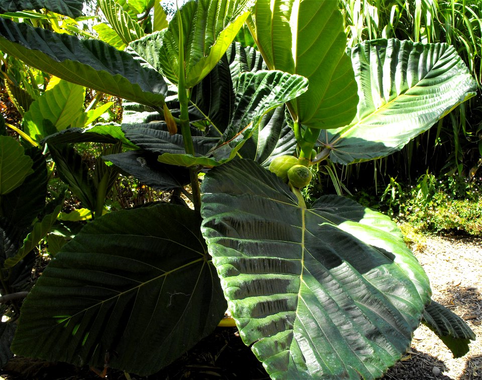 . At the San Diego Botanic Garden (formerly Quail Botanical Gardens) in Encinitas, California. photo