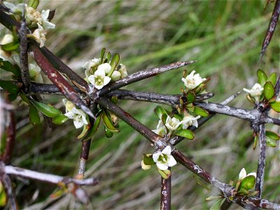 Matagouri (Discaria toumatou), New Zealand