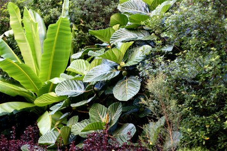 Ficus dammaropsis (centre) in cultivation, Whangarei, New Zealand. This is a huge  tree from the jungles of Papua New Guinea. It has huge pleated leaves 60cm across. A dramatic sight in cultivation in