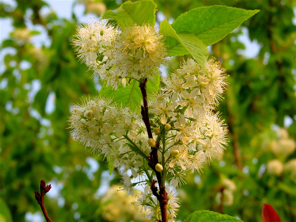Amur Chokeberry