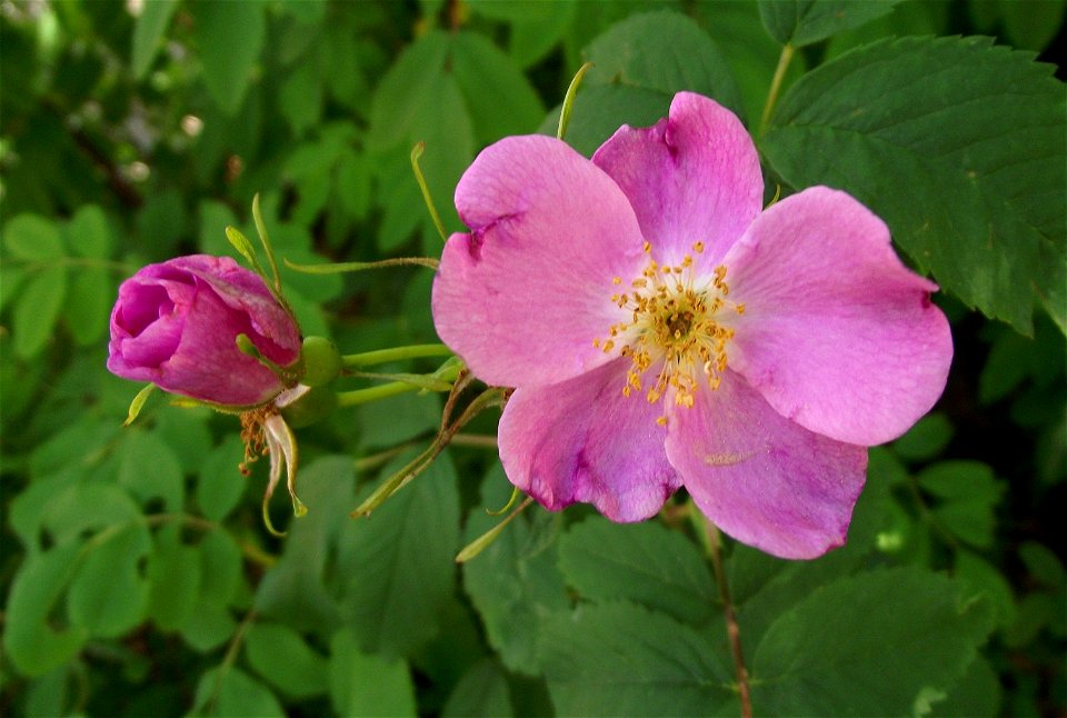 Rosa blanda in the UC Botanical Garden, Berkeley, California, USA. Identified by sign.