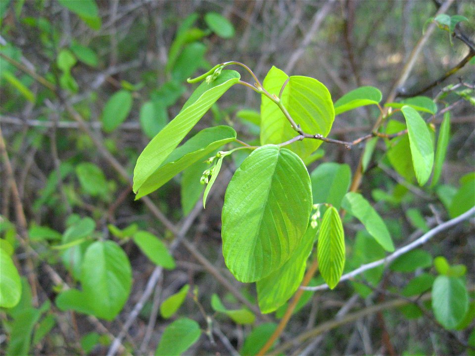 Berchemia scandens at Flat Rock Cedar Glades and Barrens State Natural Area, Rutherford County, Tennessee.