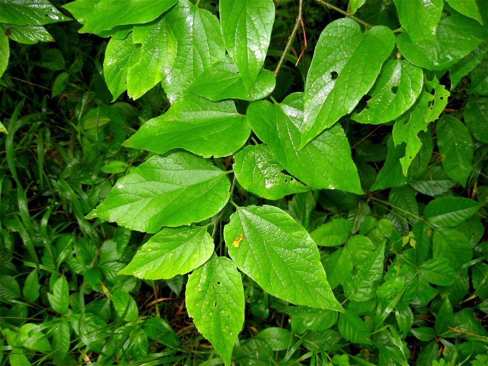 Celtis tenuifolia leaves. Blue Licks Battlefield State Park, Robertson County Kentucky.