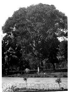 Ficus Platypoda,  Botanic Gardens