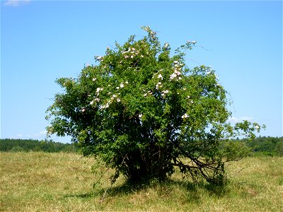 Rosa dumalis, picture taken near Lund, Scania County, Sweden