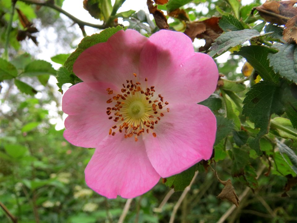 Vogesen-Rose (Rosa dumalis) im Schwetzinger Hardt