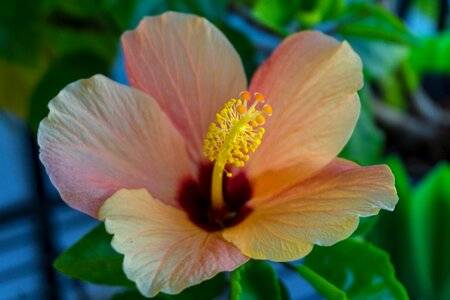 Bloom flower plant photo