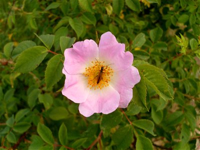 Rosa dumalis, picture taken i south Sweden
