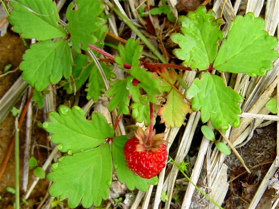 Fragaria iinumae in Mount Haku