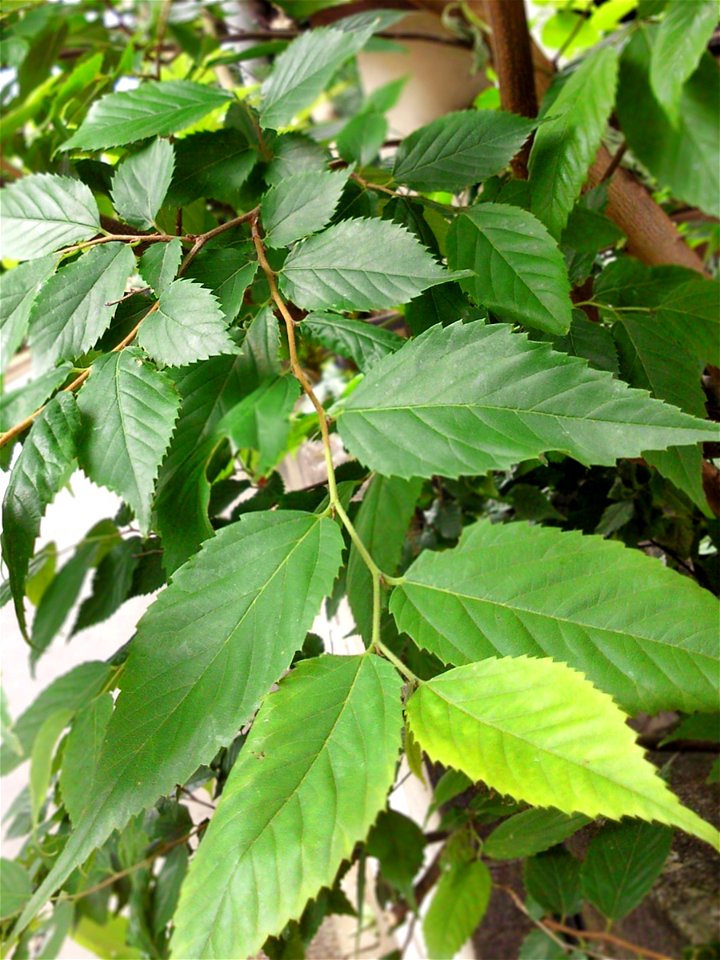 Leaves of Aphananthe aspera, Muku Tree.