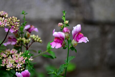 Flower flower buds flowers